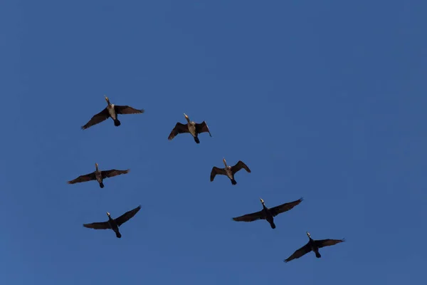 Flock Great Cormorants Flying Blue Sky Fall — Stock Photo, Image