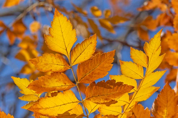 Close Bright Yellow Ash Tree Foliage Fall — Stock Photo, Image