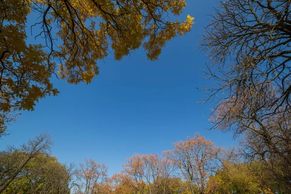 Вид Голубое Небо Ветки Деревьев Парке Осенью — стоковое фото