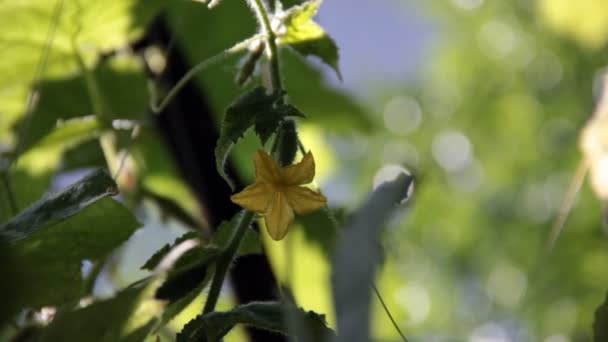 Small cucumber with yellow flower — Stock Video