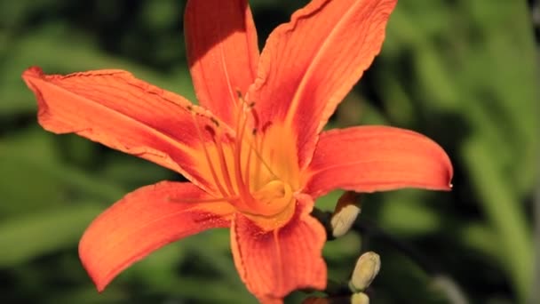 Oranje kleur grote lily bloem — Stockvideo