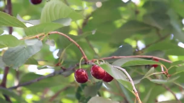 Frutos rojos de cereza en las ramas de los árboles — Vídeo de stock