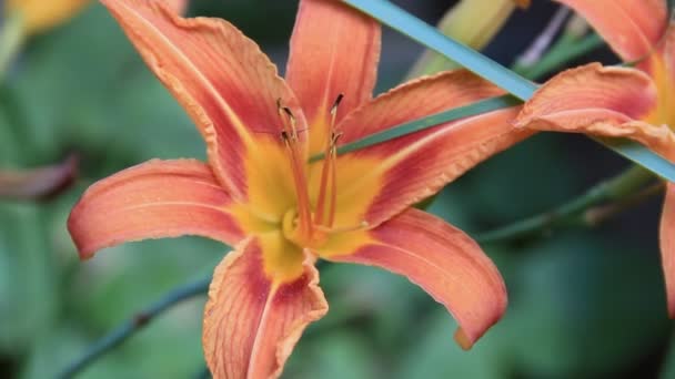 Λουλούδι μεγάλο κρίνος πορτοκαλί χρώμα — Αρχείο Βίντεο