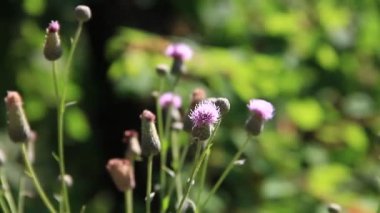 Thistle çiçekler rüzgarla salıncak