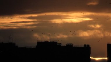 kuşların uçuş kasabaya akın.