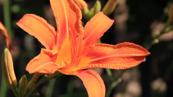 Color naranja flor de lirio grande — Vídeo de stock