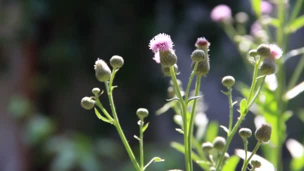 Thistle çiçekler rüzgarla salıncak — Stok video