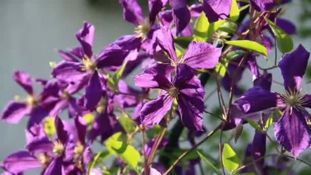 Liana flores moradas a la luz del sol — Vídeo de stock
