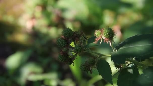 Framboises fruits verts 