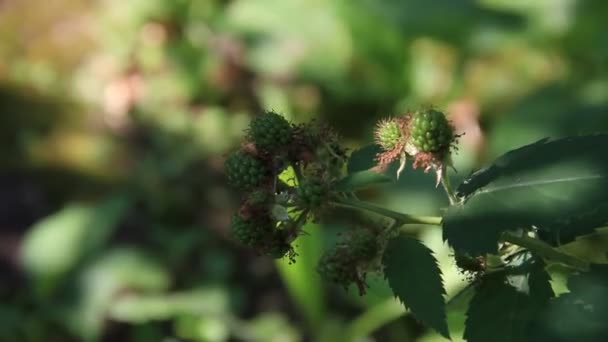 Raspberries green fruits — Stock Video