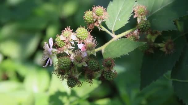 Raspberries flowers and immature fruits — Stock Video