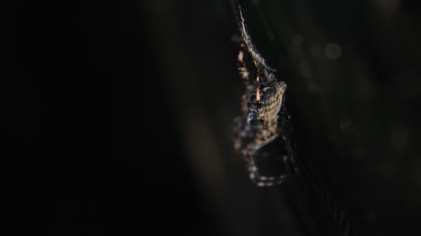 Spider nella sua imboscata web — Video Stock