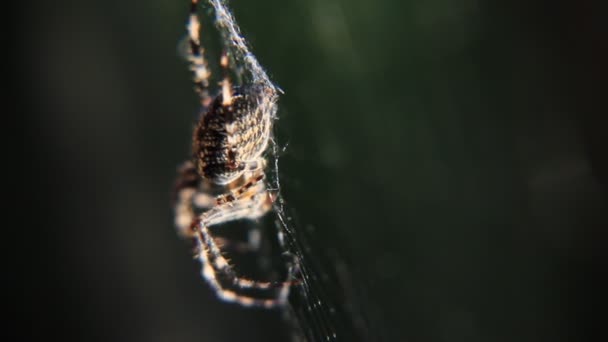 Spider in his web ambush — Stock Video