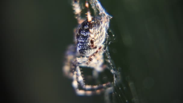 Araignée dans les rayons du soleil vue de près — Video