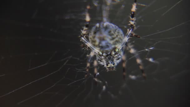 可怕的蜘蛛关闭视图 — 图库视频影像