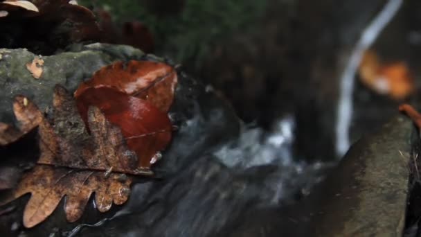 Fall yellow oak leaves in the water — Stock Video