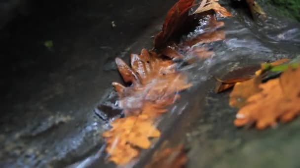 Πεσμένα φύλλα σε πετρώδη ποταμάκι — Αρχείο Βίντεο