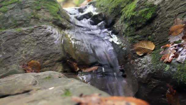 Hojas que caen flotan en el arroyo — Vídeos de Stock