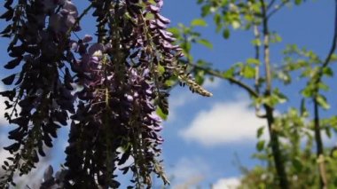 yaklaşık mor çiçekler demet