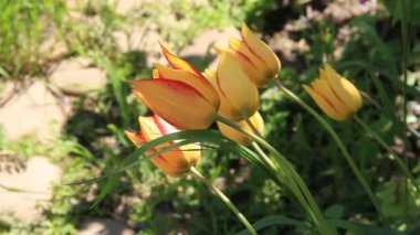 sarı sınır Lale çiçek ile mor