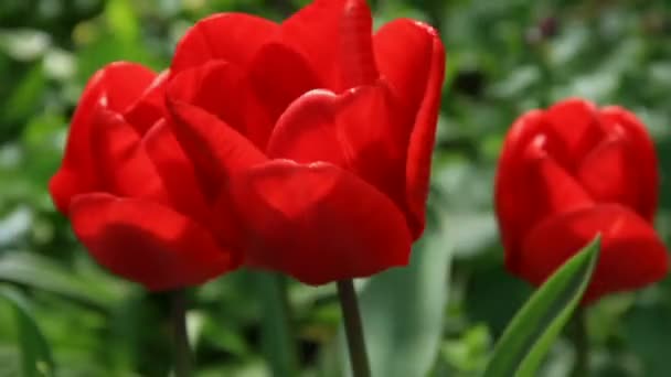 Brotes de tulipanes escarlata — Vídeos de Stock