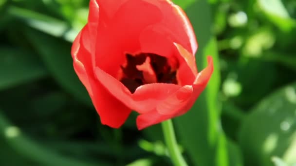 Blossomed tulip bud — Stock Video
