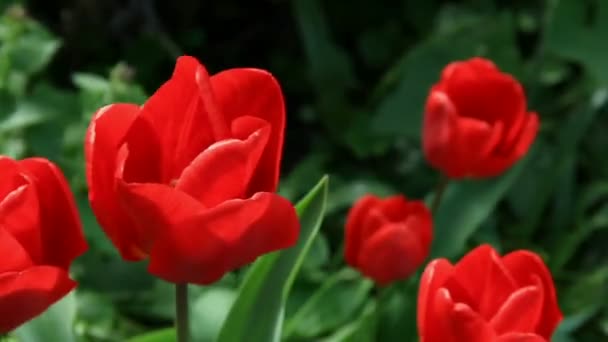 Tulipas vermelhas no canteiro de flores da primavera — Vídeo de Stock