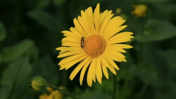 Insect op de gele kamille bloem — Stockvideo