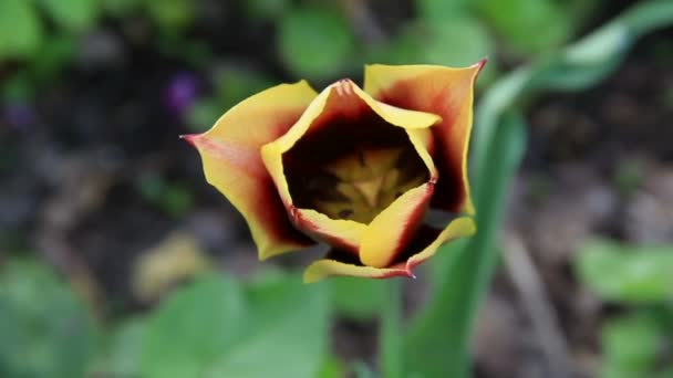 Viola con fiore di tulipano bordo giallo — Video Stock