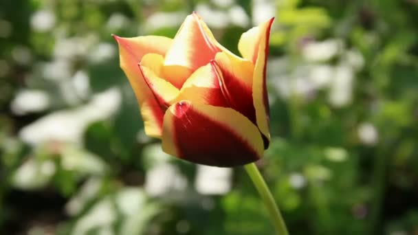 Purple with yellow border tulip flower — Stock Video
