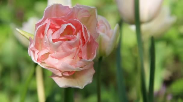 Solstrålar och skuggor på blek rosa tulpan blommor — Stockvideo
