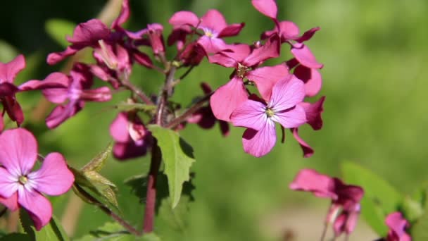 Flieder Wildblumen schließen — Stockvideo