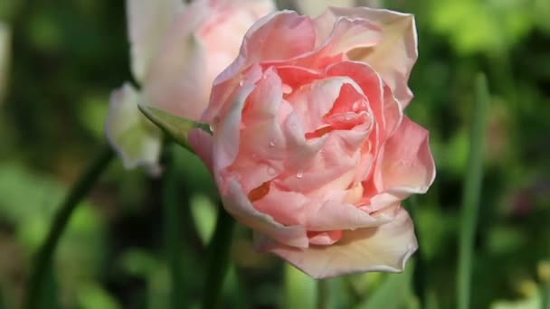 Våt blek rosa tulpan blommor i soliga och skuggiga — Stockvideo
