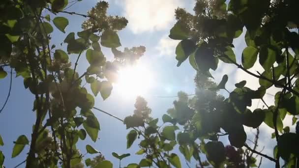 Небесна частина з хмарами через бузкове листя — стокове відео