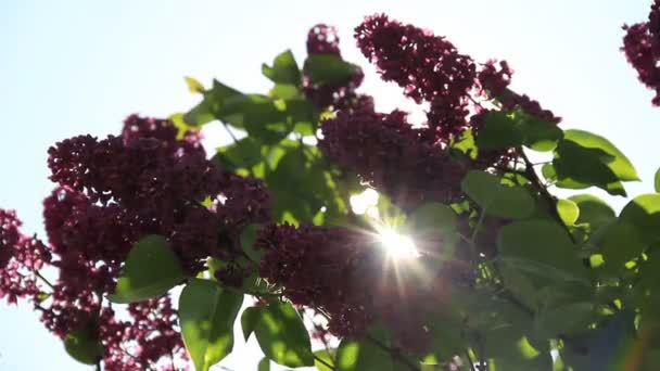 Blossoming purple lilac flowers