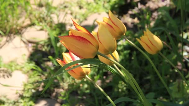 Viola con fiore di tulipano bordo giallo — Video Stock