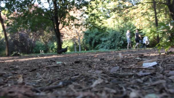 People walking in autumn park — Stock Video