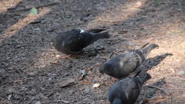 Pigeons sur le sol — Video