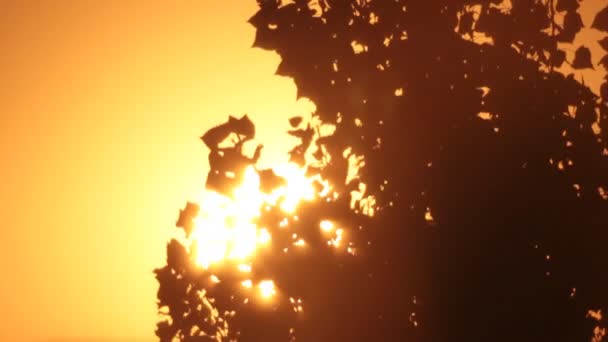 Ouro raios de sol luz através de folhas de álamo-árvore — Vídeo de Stock