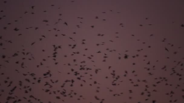 Fåglarna flockas flygning av mörk himmel — Stockvideo