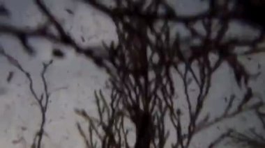 Sualtı akışında sallanan deniz dibinin yosunlar