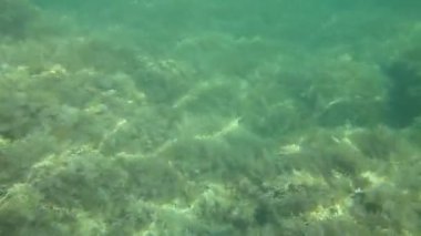 Sunshine yosunlar alan