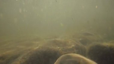 Taşlı deniz manzara