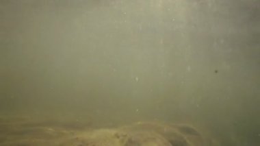 Taşlı deniz manzara