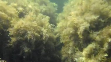 Sualtı akışında sallanan deniz dibinin yosunlar