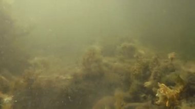 Sualtı akışında sallanan deniz dibinin yosunlar