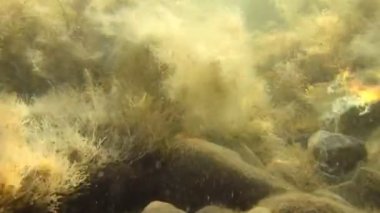 Sualtı akışında sallanan deniz dibinin yosunlar