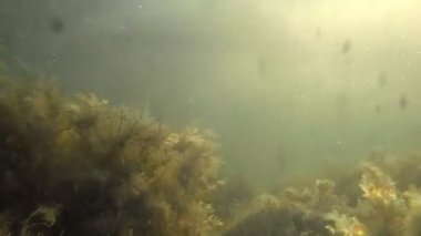 Güneş ışınları sualtı derin denizde dağılımı