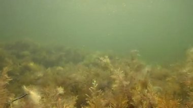 Deniz yosunu salıncak