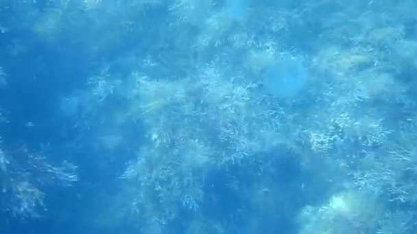 Wo méduses nage au-dessus des algues fonds marins 